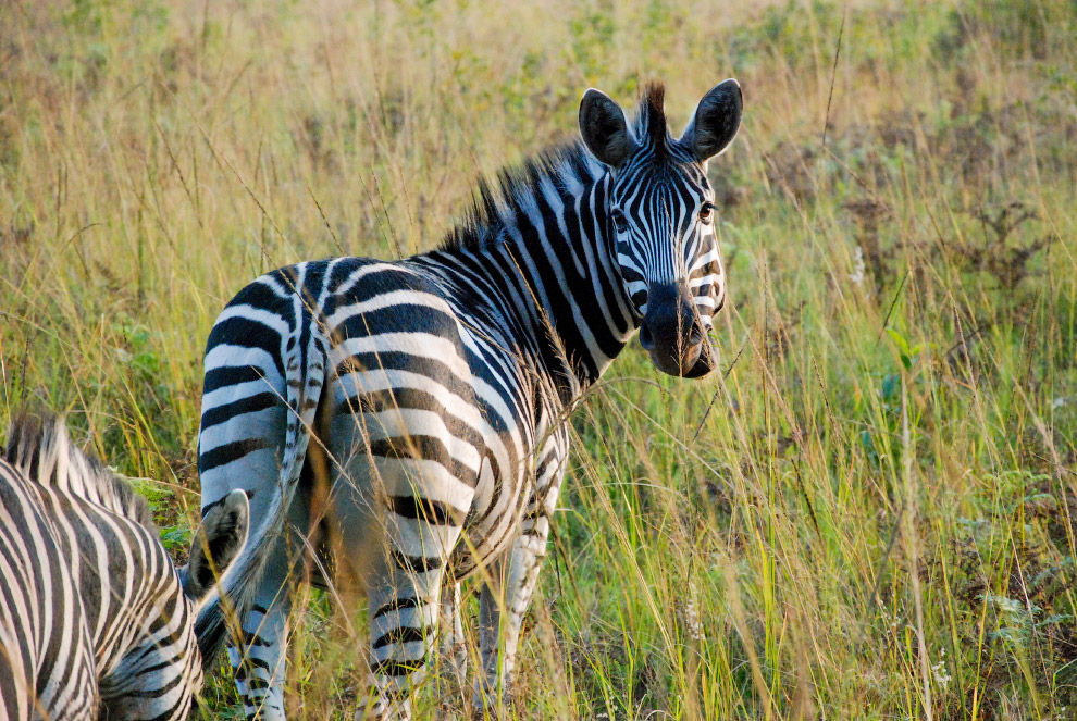 Есть такая страна — Свазиленд