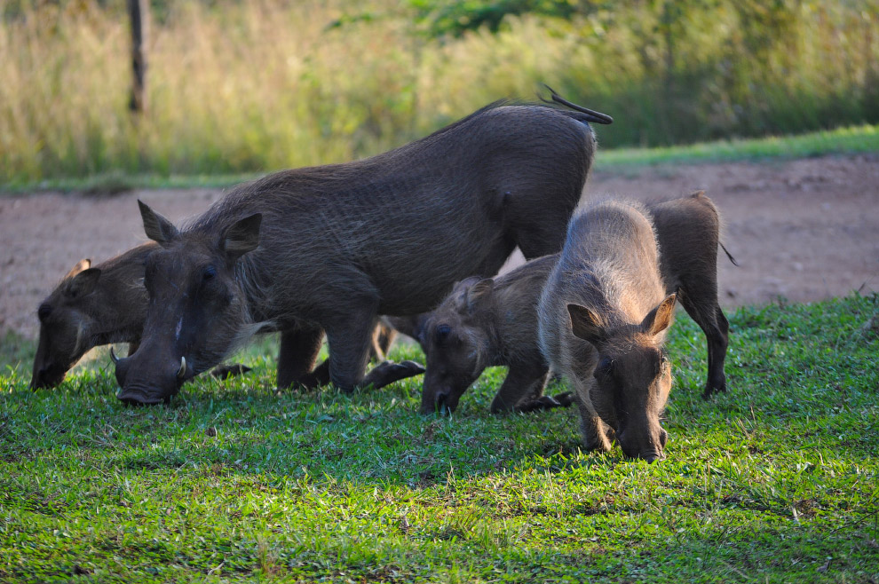 Есть такая страна — Свазиленд
