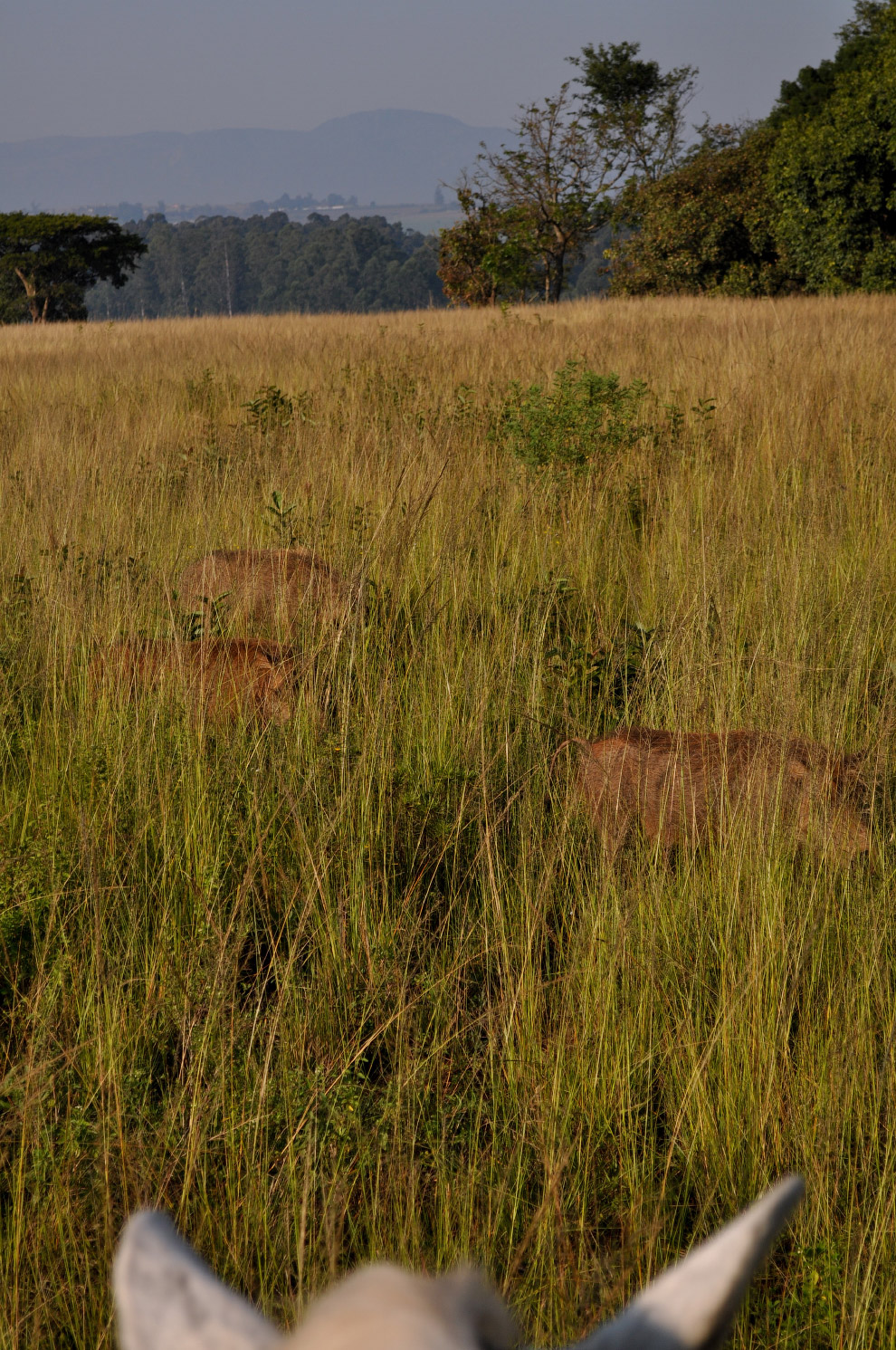 Есть такая страна — Свазиленд