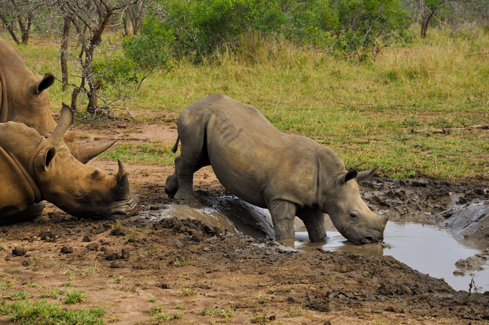 Есть такая страна — Свазиленд