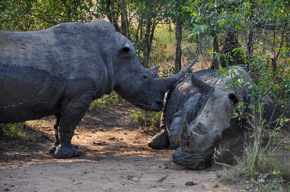 Есть такая страна — Свазиленд