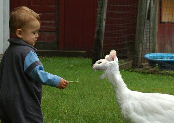 Смешной фотошоп