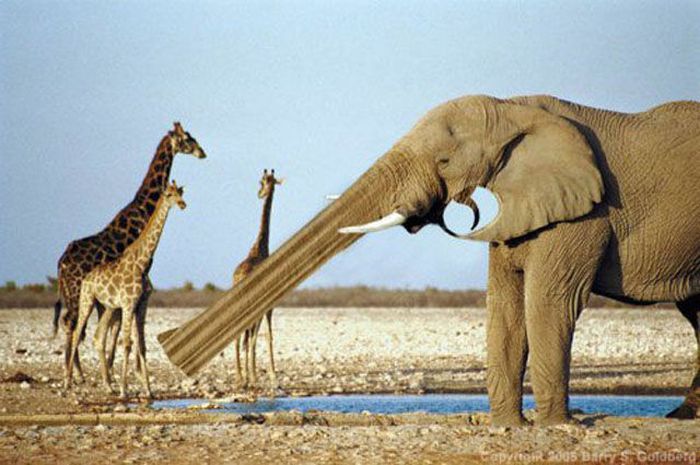 Смешной фотошоп