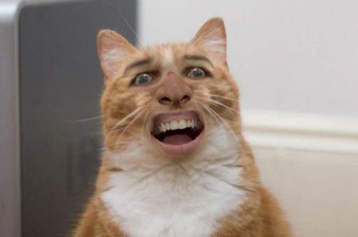 Смешной фотошоп