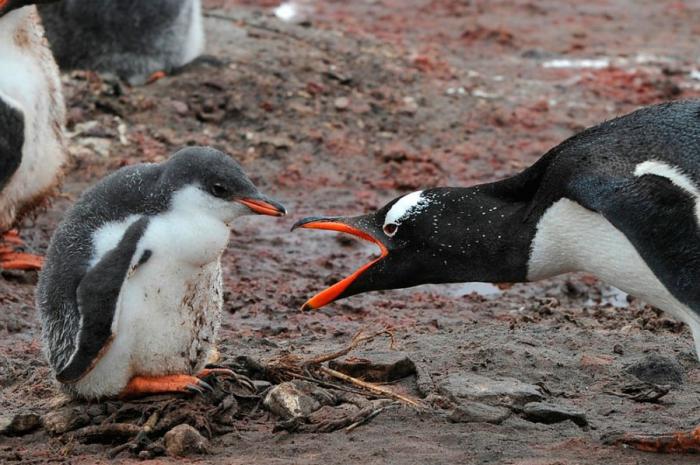 Прикольные картинки