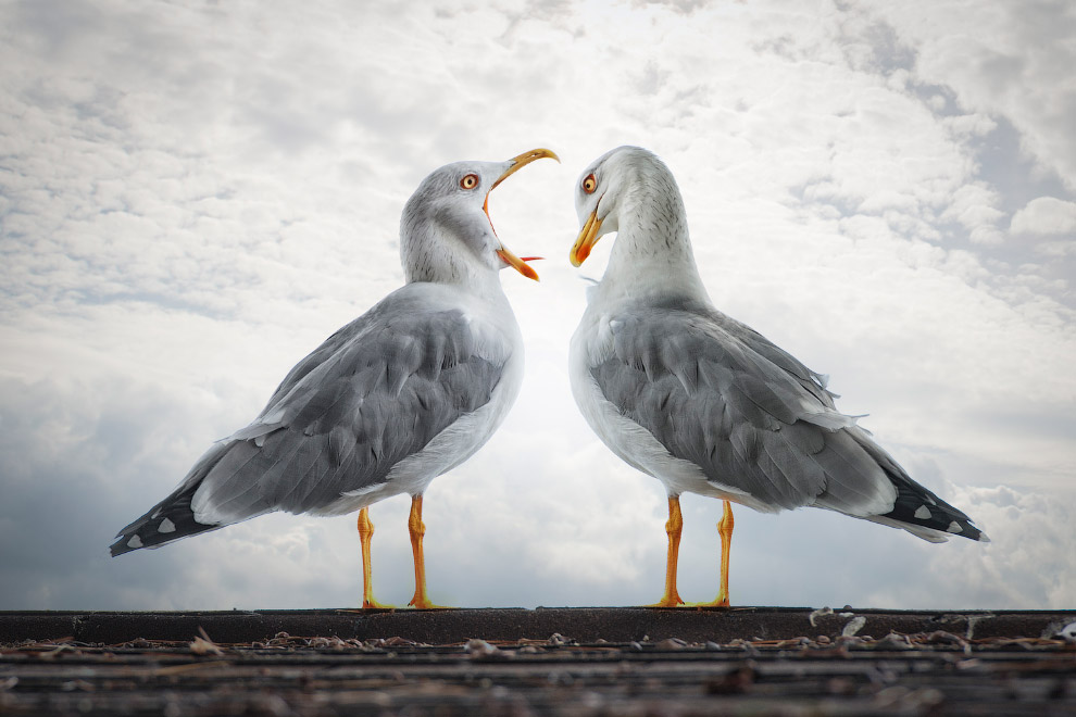 Сюрреалистические фотографии животных Сюрреалистические фотографии животных