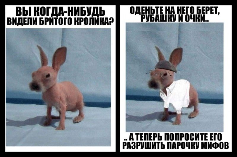 Веселые комиксы и картинки (50 фото)