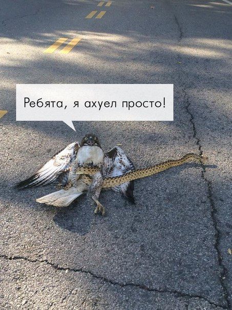 Веселые комиксы и картинки (50 фото)