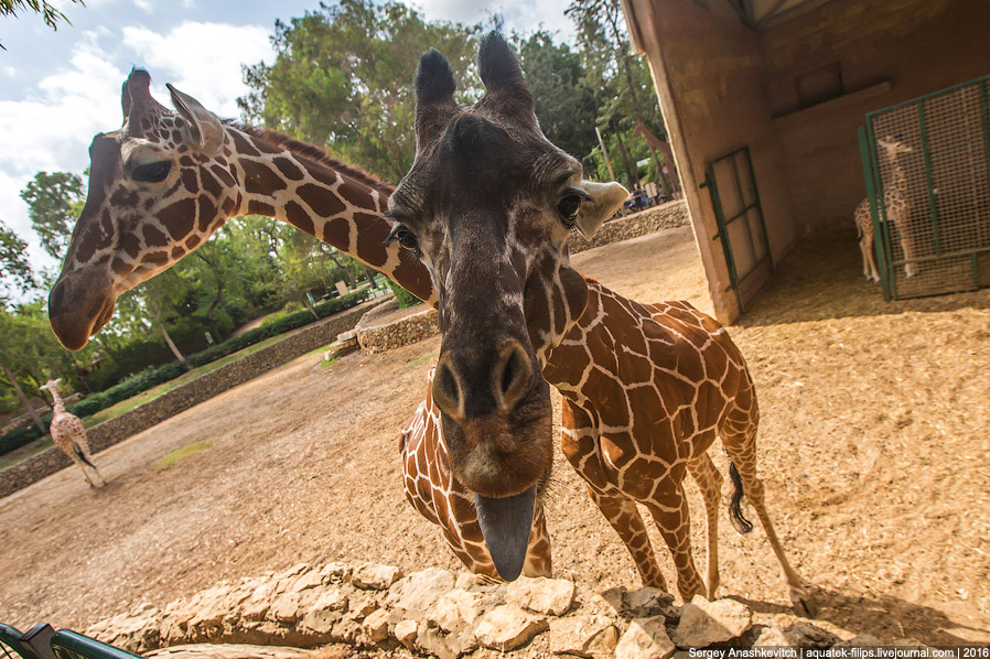 У кого самый длинный в мире язык? У кого самый длинный в мире язык?