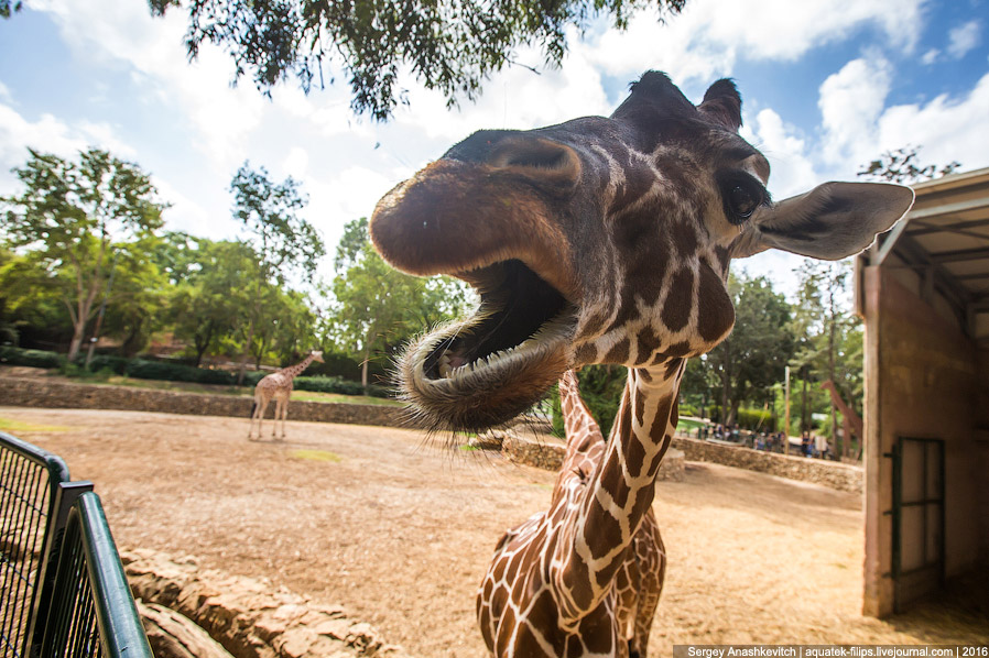 У кого самый длинный в мире язык? У кого самый длинный в мире язык?