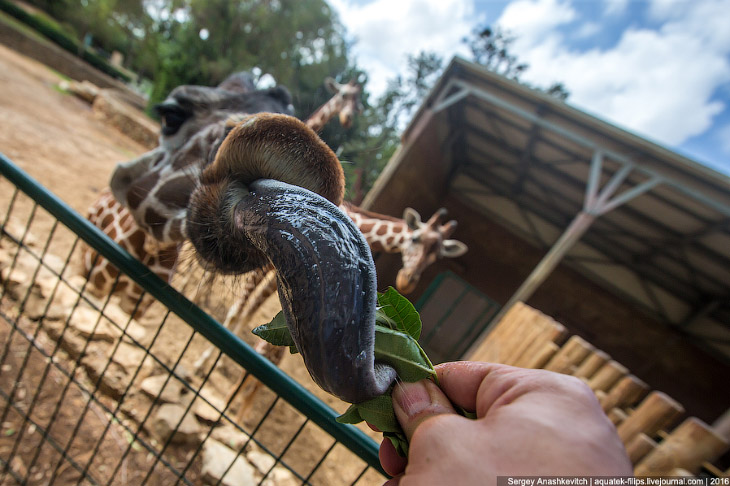 У кого самый длинный в мире язык? У кого самый длинный в мире язык?