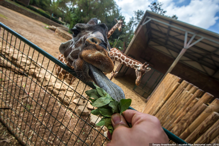 У кого самый длинный в мире язык? У кого самый длинный в мире язык?