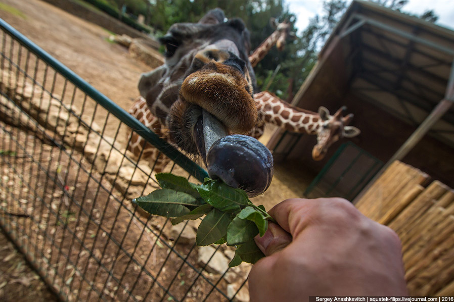 У кого самый длинный в мире язык? У кого самый длинный в мире язык?