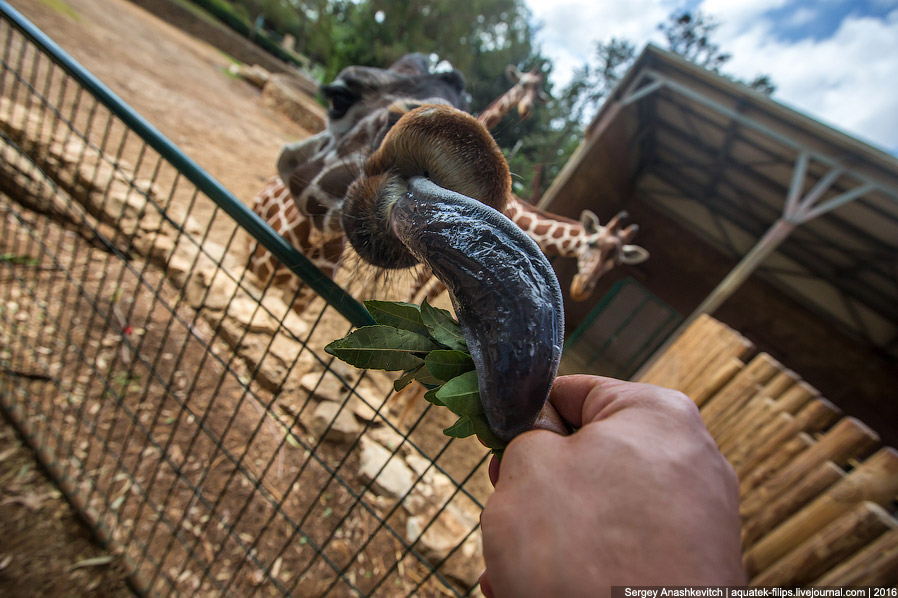 У кого самый длинный в мире язык? У кого самый длинный в мире язык?