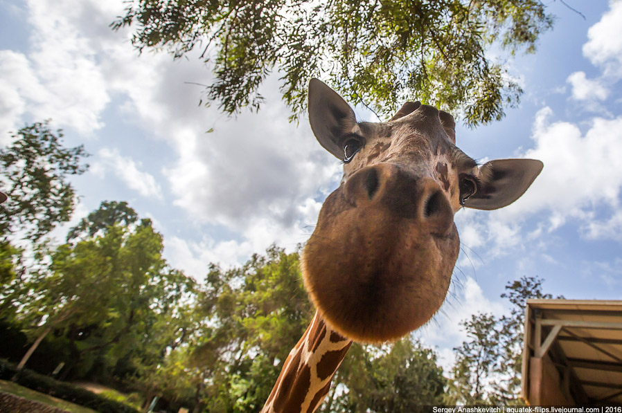 У кого самый длинный в мире язык? У кого самый длинный в мире язык?