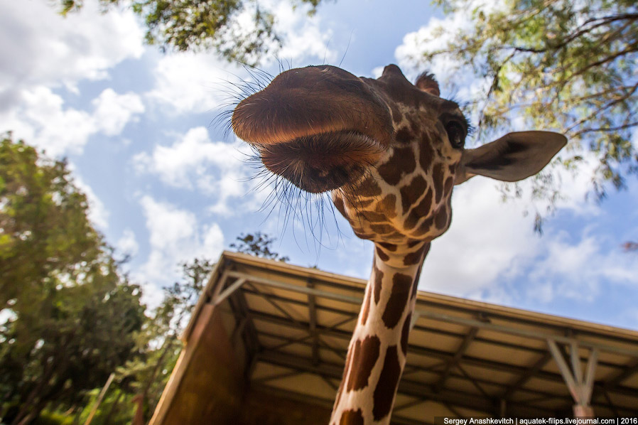 У кого самый длинный в мире язык? У кого самый длинный в мире язык?