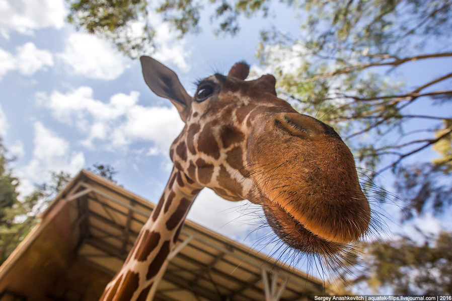 У кого самый длинный в мире язык? У кого самый длинный в мире язык?