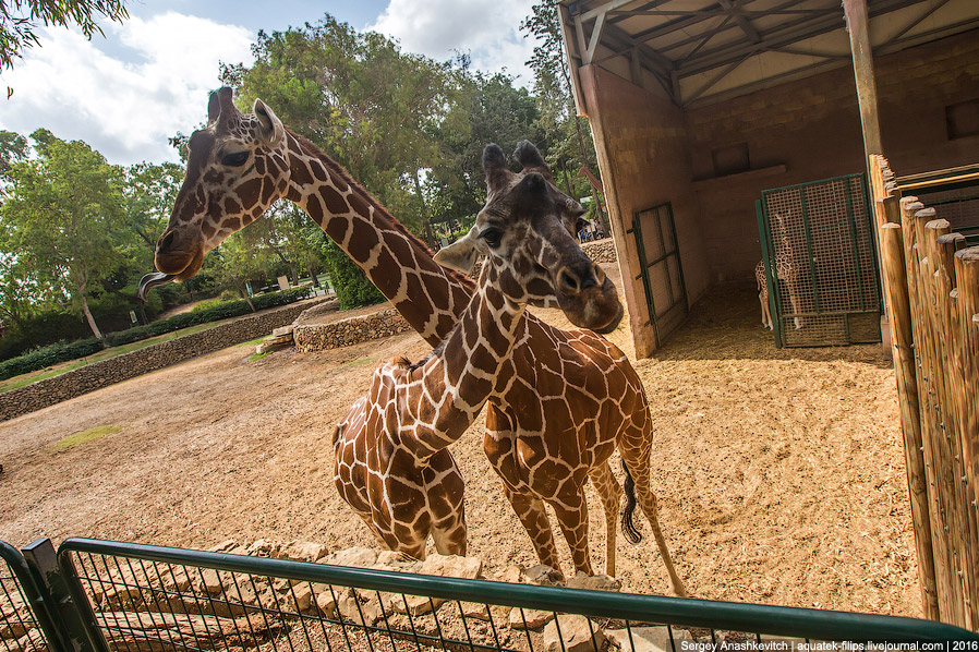У кого самый длинный в мире язык? У кого самый длинный в мире язык?