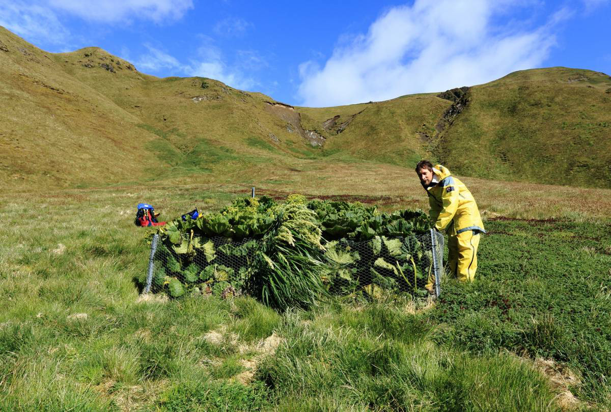 Криволесье и мегатравы: слышали что-нибудь об этом? Криволесье и мегатравы: слышали что-нибудь об этом?