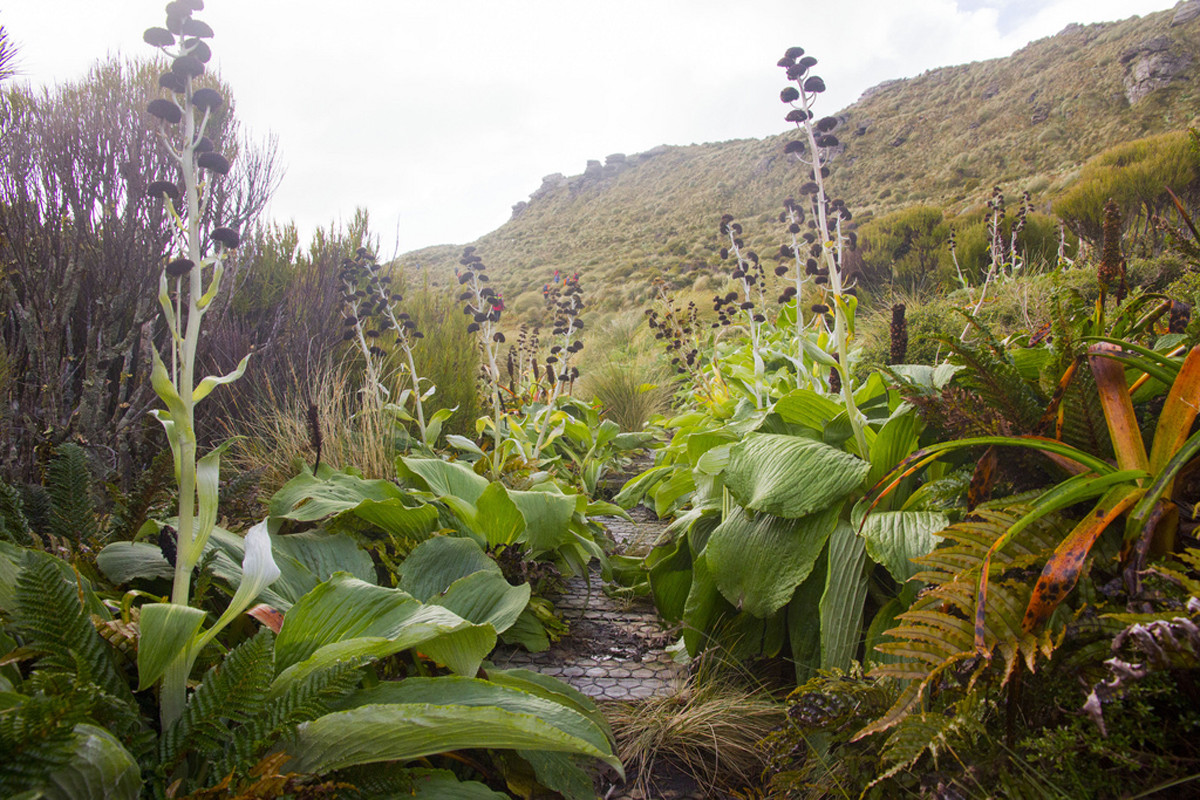 Криволесье и мегатравы: слышали что-нибудь об этом? Криволесье и мегатравы: слышали что-нибудь об этом?