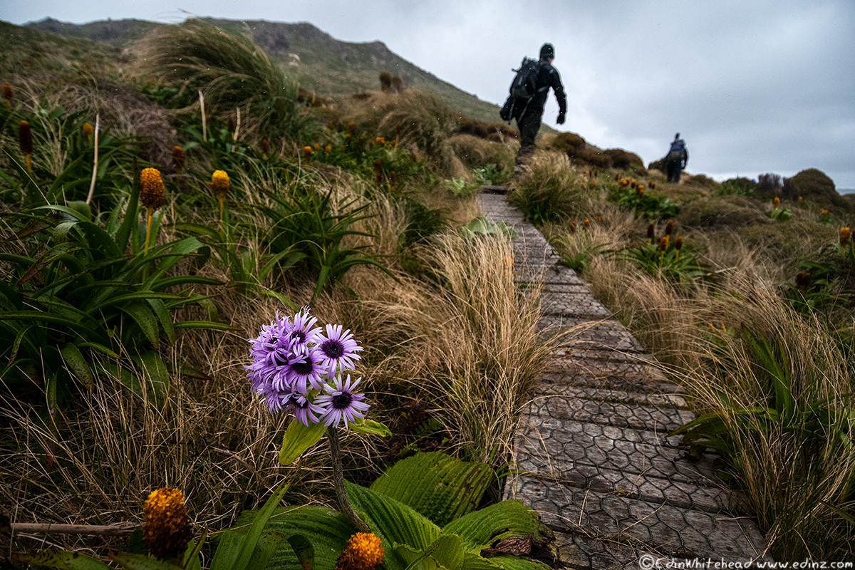 Криволесье и мегатравы: слышали что-нибудь об этом? Криволесье и мегатравы: слышали что-нибудь об этом?
