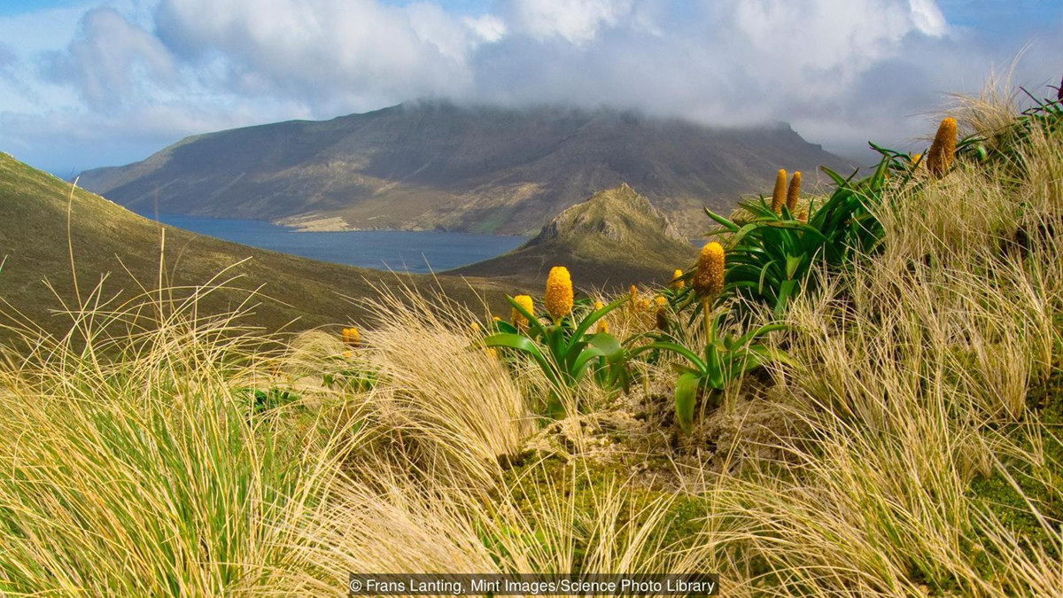 Криволесье и мегатравы: слышали что-нибудь об этом? Криволесье и мегатравы: слышали что-нибудь об этом?