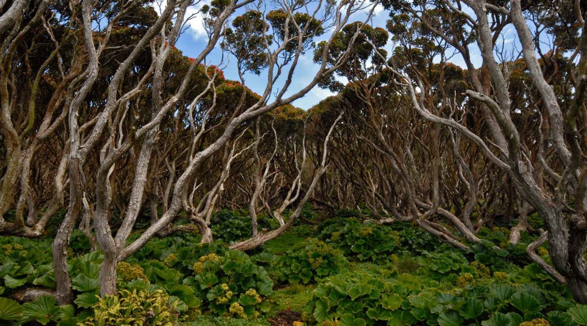 Криволесье и мегатравы: слышали что-нибудь об этом? Криволесье и мегатравы: слышали что-нибудь об этом?