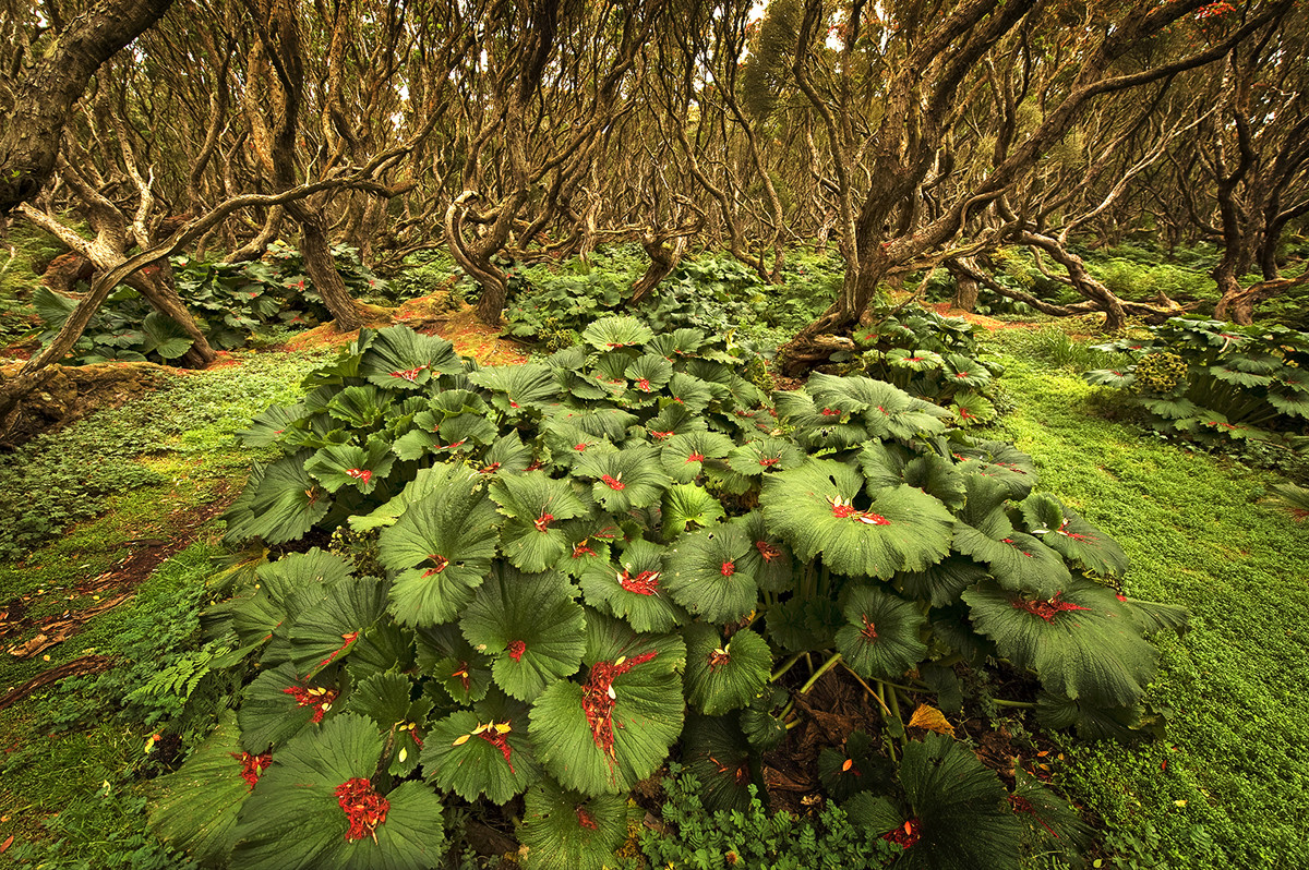 Криволесье и мегатравы: слышали что-нибудь об этом? Криволесье и мегатравы: слышали что-нибудь об этом?