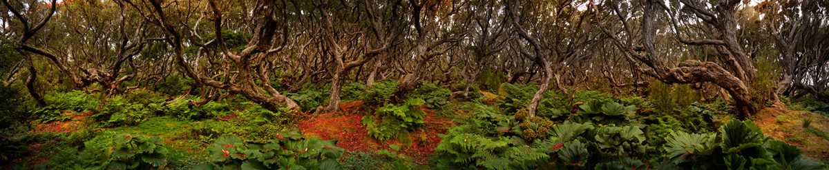Криволесье и мегатравы: слышали что-нибудь об этом? Криволесье и мегатравы: слышали что-нибудь об этом?