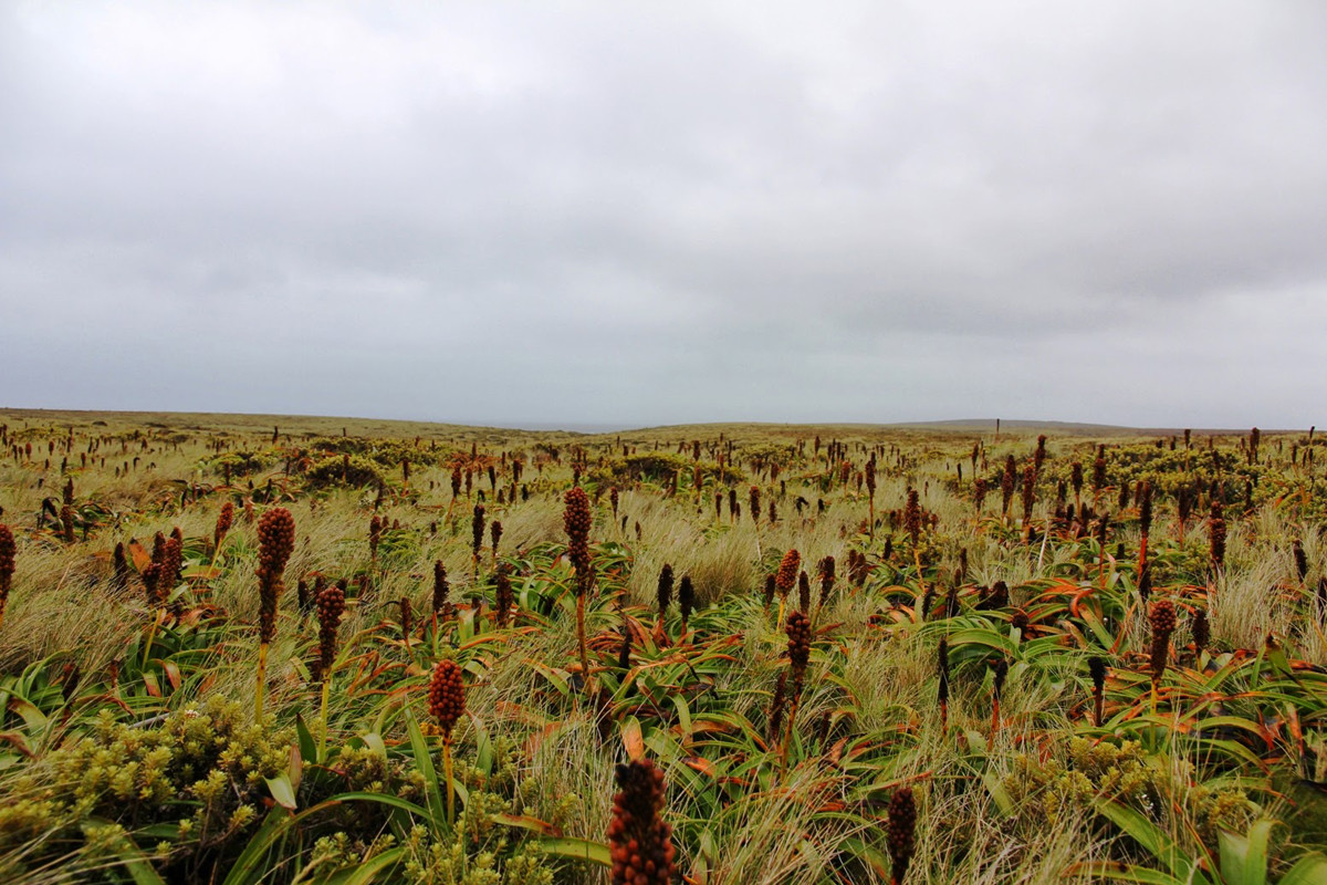 Криволесье и мегатравы: слышали что-нибудь об этом? Криволесье и мегатравы: слышали что-нибудь об этом?