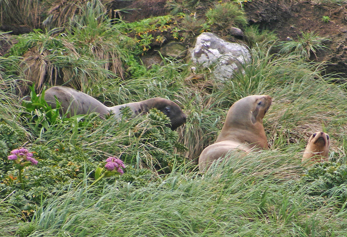 Криволесье и мегатравы: слышали что-нибудь об этом? Криволесье и мегатравы: слышали что-нибудь об этом?