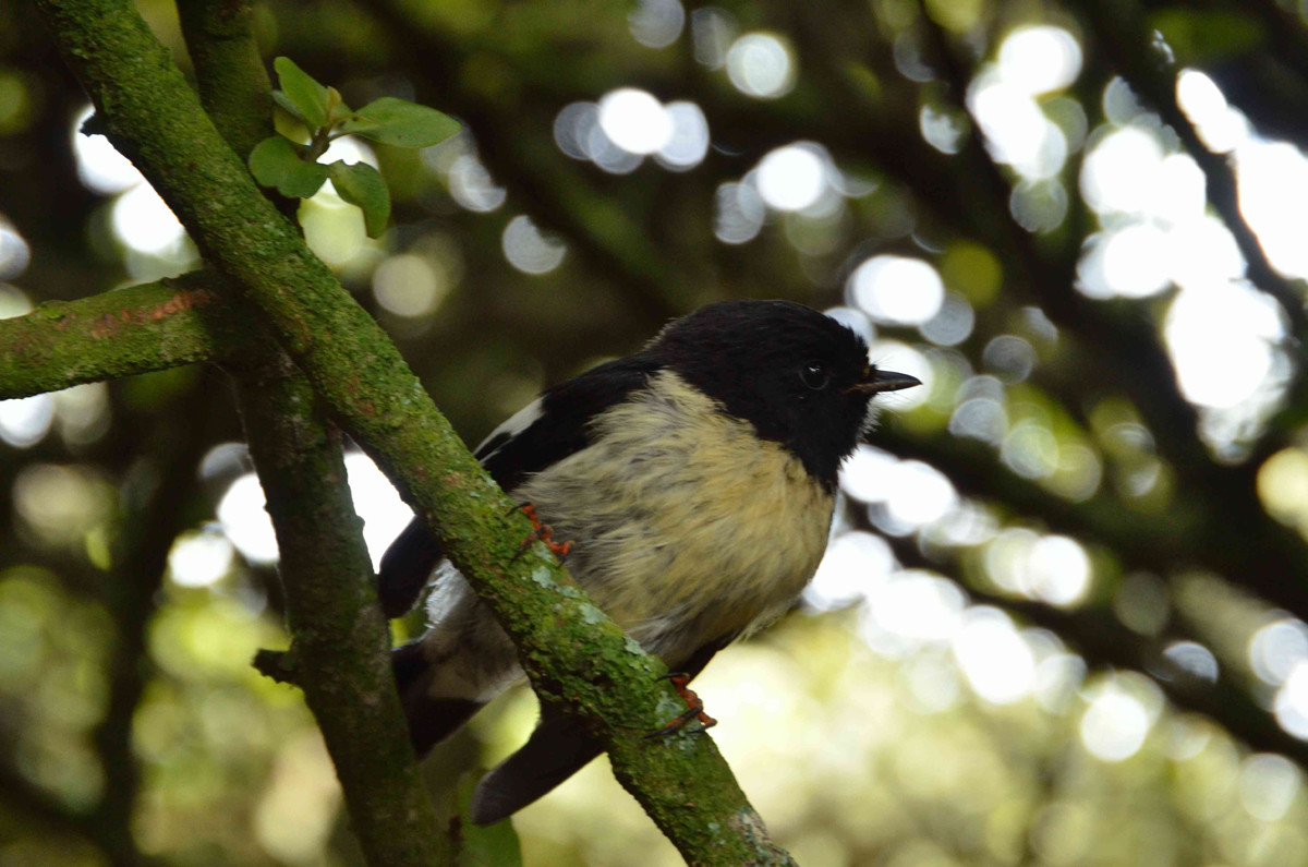 Криволесье и мегатравы: слышали что-нибудь об этом? Криволесье и мегатравы: слышали что-нибудь об этом?
