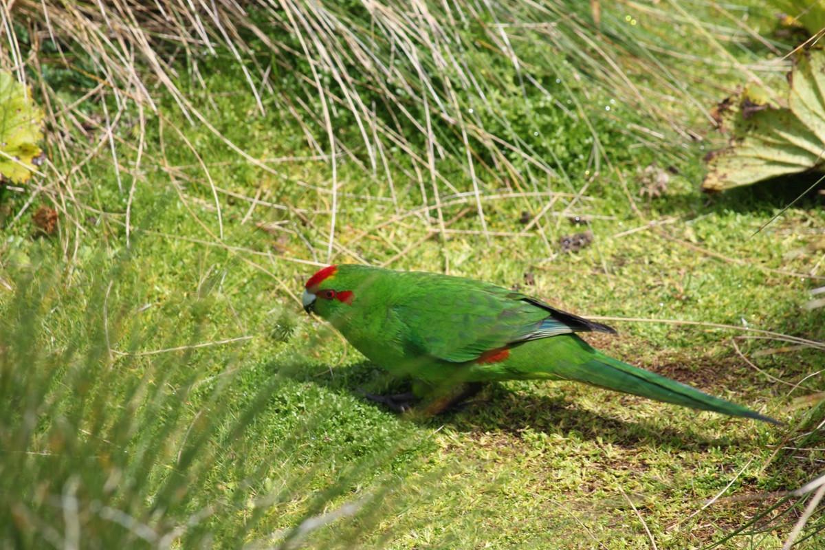 Криволесье и мегатравы: слышали что-нибудь об этом? Криволесье и мегатравы: слышали что-нибудь об этом?