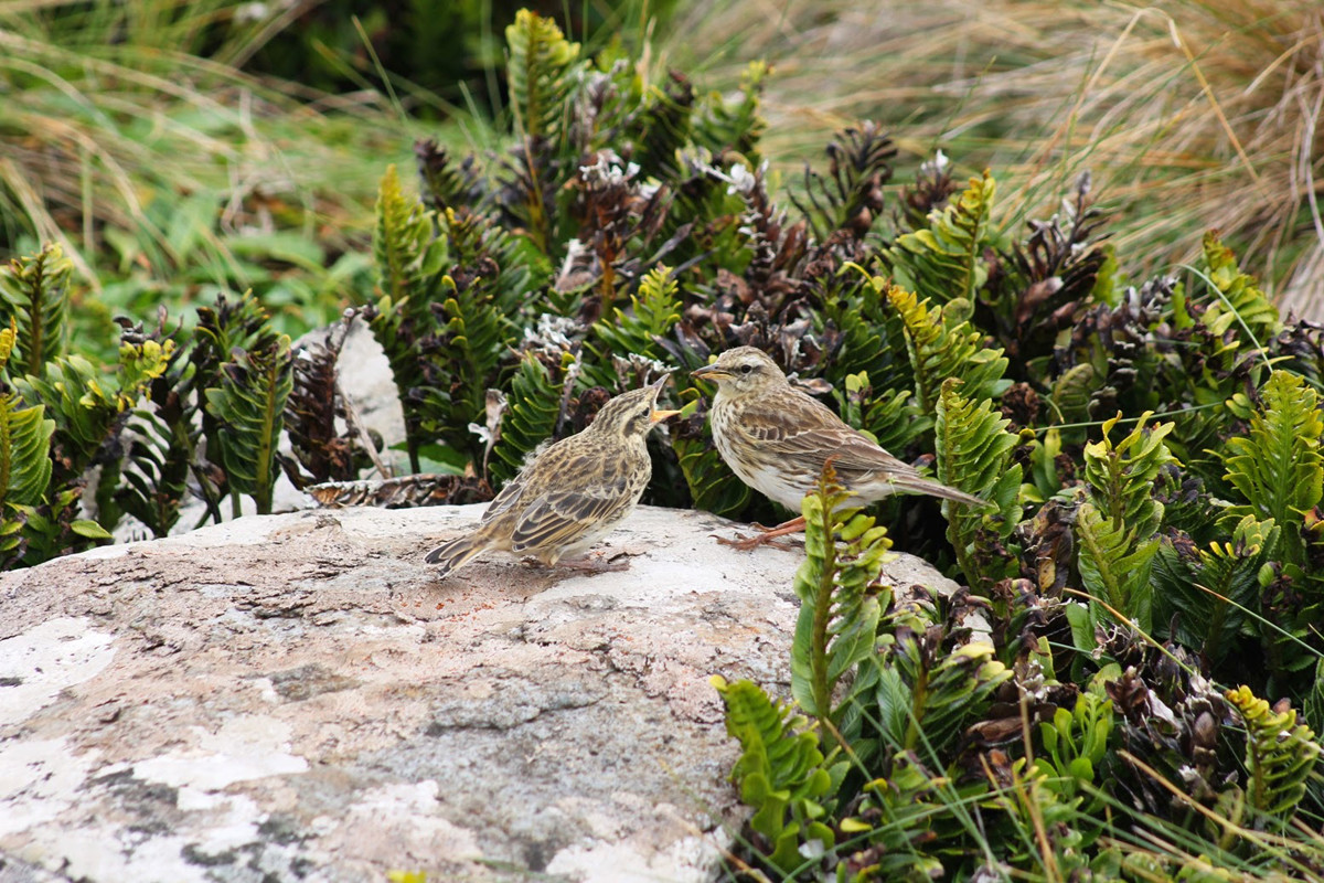 Криволесье и мегатравы: слышали что-нибудь об этом? Криволесье и мегатравы: слышали что-нибудь об этом?