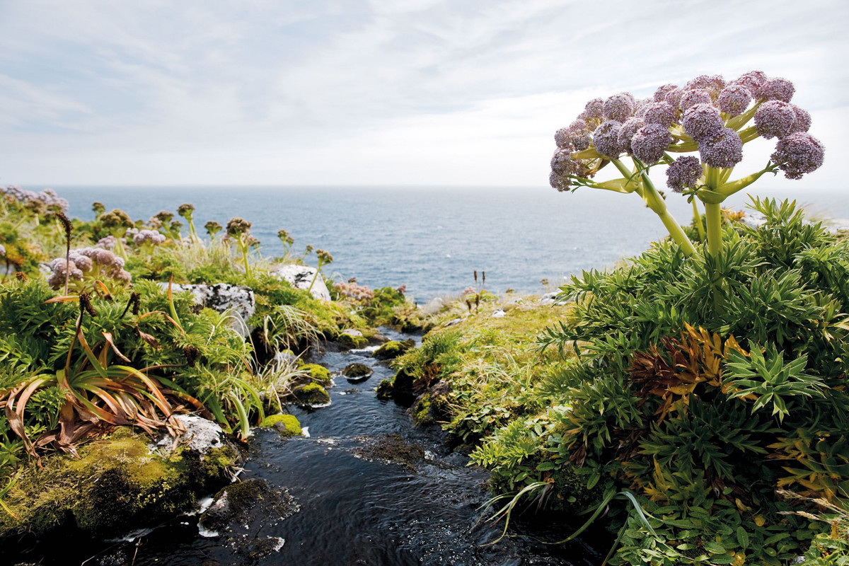 Криволесье и мегатравы: слышали что-нибудь об этом? Криволесье и мегатравы: слышали что-нибудь об этом?