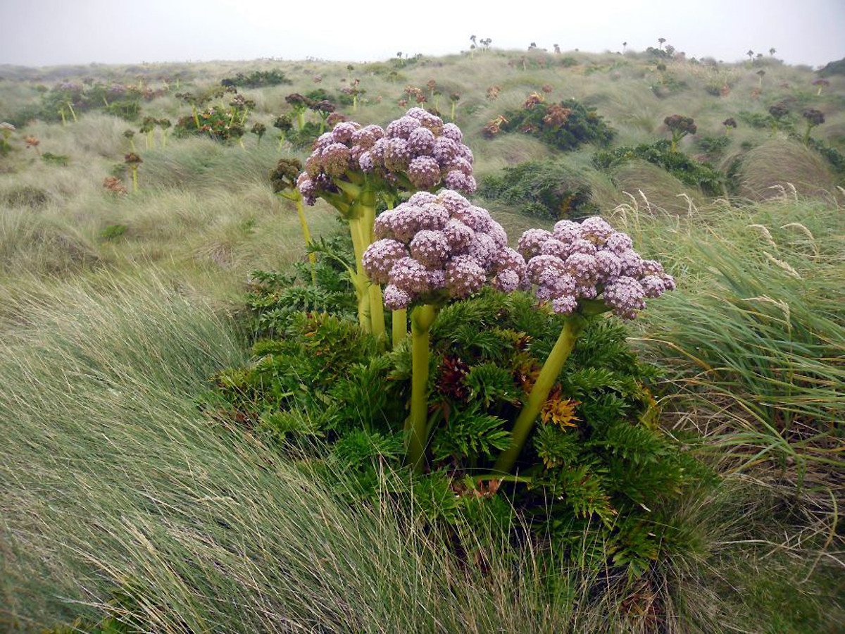 Криволесье и мегатравы: слышали что-нибудь об этом? Криволесье и мегатравы: слышали что-нибудь об этом?