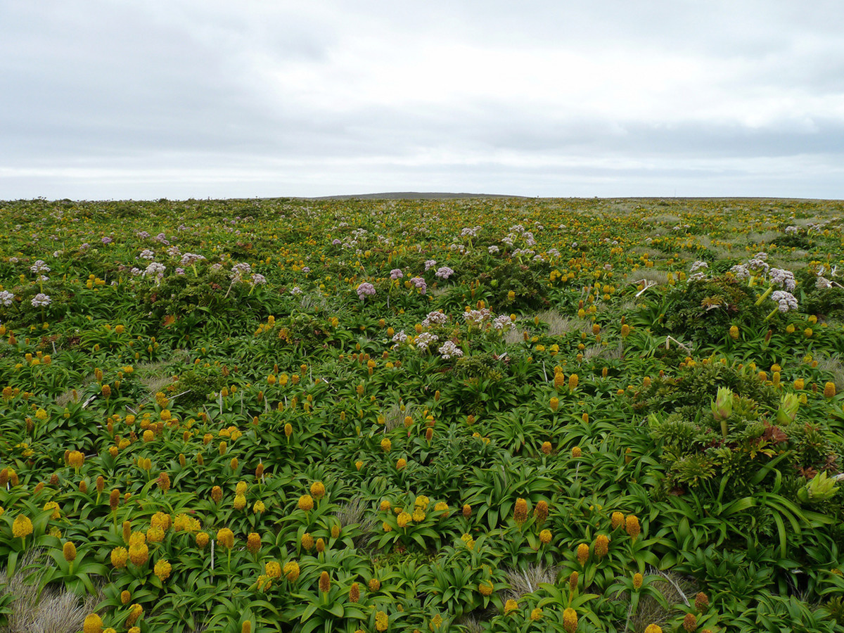Криволесье и мегатравы: слышали что-нибудь об этом? Криволесье и мегатравы: слышали что-нибудь об этом?
