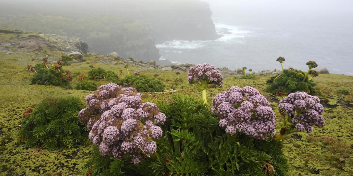 Криволесье и мегатравы: слышали что-нибудь об этом? Криволесье и мегатравы: слышали что-нибудь об этом?