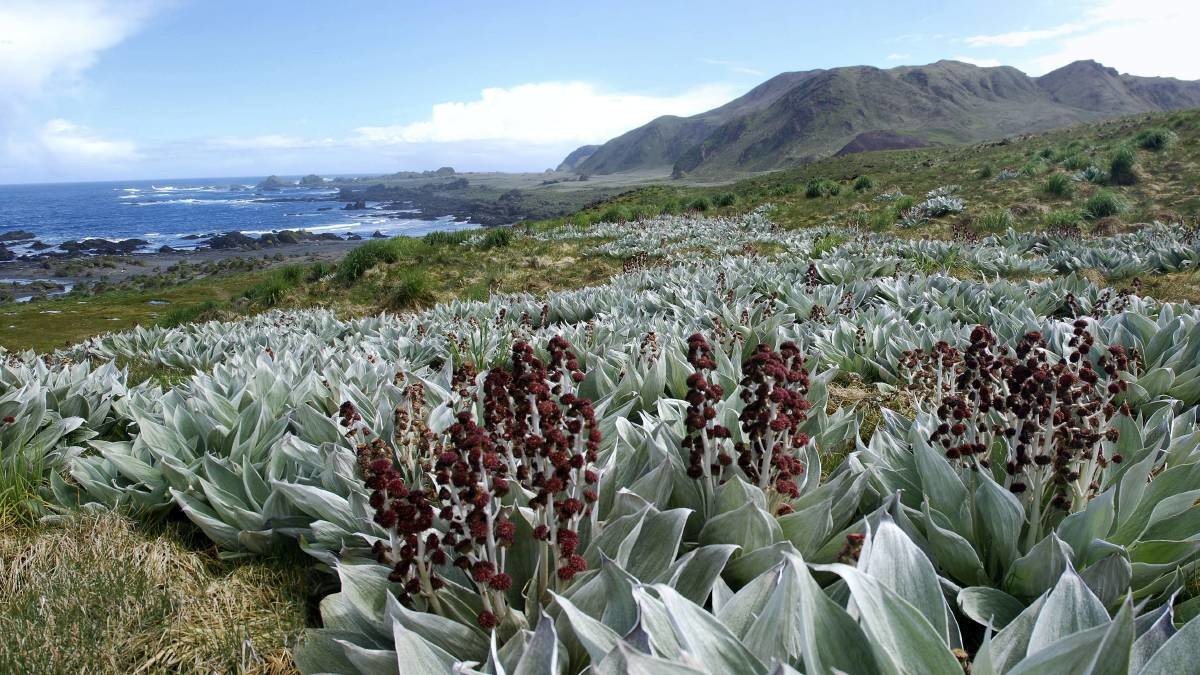 Криволесье и мегатравы: слышали что-нибудь об этом? Криволесье и мегатравы: слышали что-нибудь об этом?