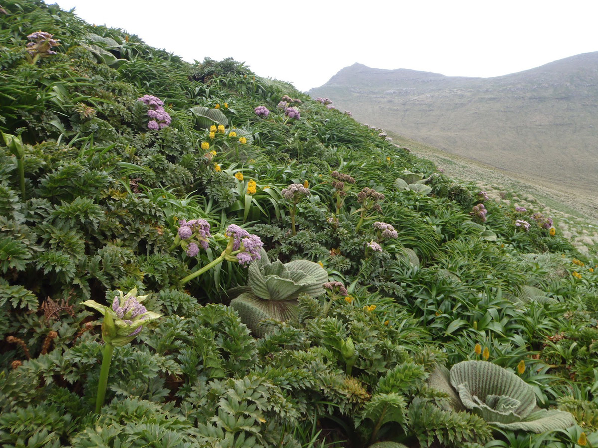 Криволесье и мегатравы: слышали что-нибудь об этом? Криволесье и мегатравы: слышали что-нибудь об этом?