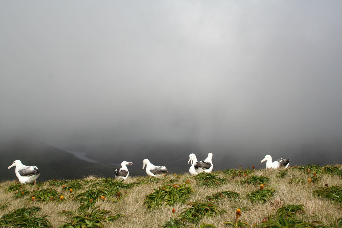 Криволесье и мегатравы: слышали что-нибудь об этом? Криволесье и мегатравы: слышали что-нибудь об этом?