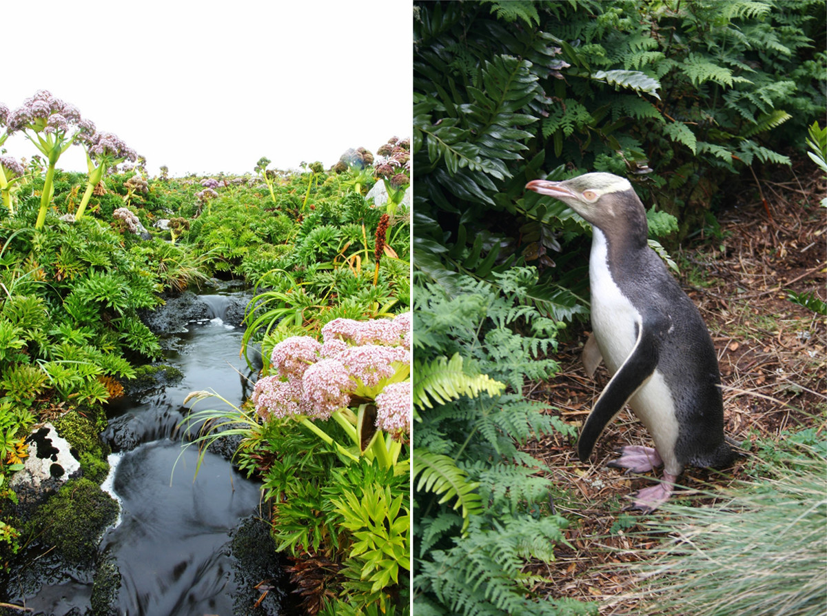 Криволесье и мегатравы: слышали что-нибудь об этом? Криволесье и мегатравы: слышали что-нибудь об этом?