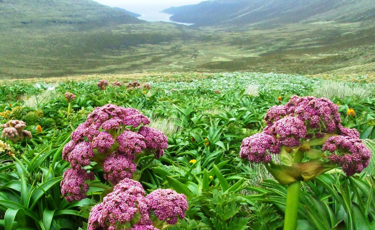 Криволесье и мегатравы: слышали что-нибудь об этом? Криволесье и мегатравы: слышали что-нибудь об этом?