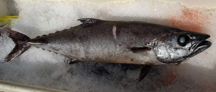 13 вкусных фактов о суши, которые удивят не только их поклонников