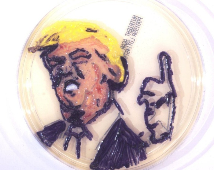 Александр Флеминг и его рисунки из микроорганизмов Александр Флеминг и его рисунки из микроорганизмов