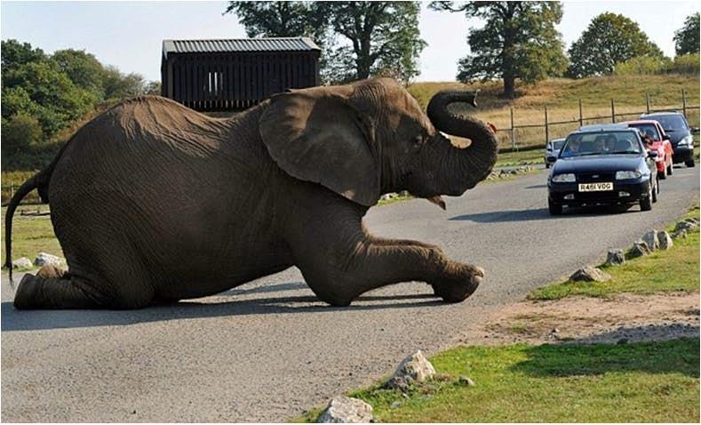 Дураки и дороги. Парочка очень странных и забавных вещей, которые стали причиной нехилых автомобильных пробок
