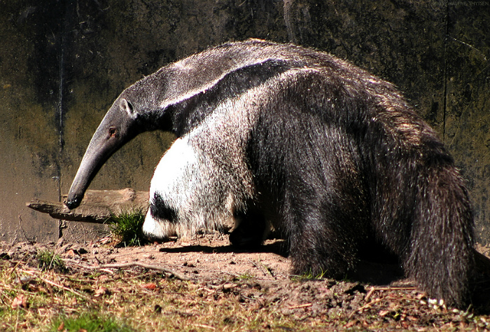 17 фотографий, которые заставят усомниться в увиденном и посмотреть на них дважды