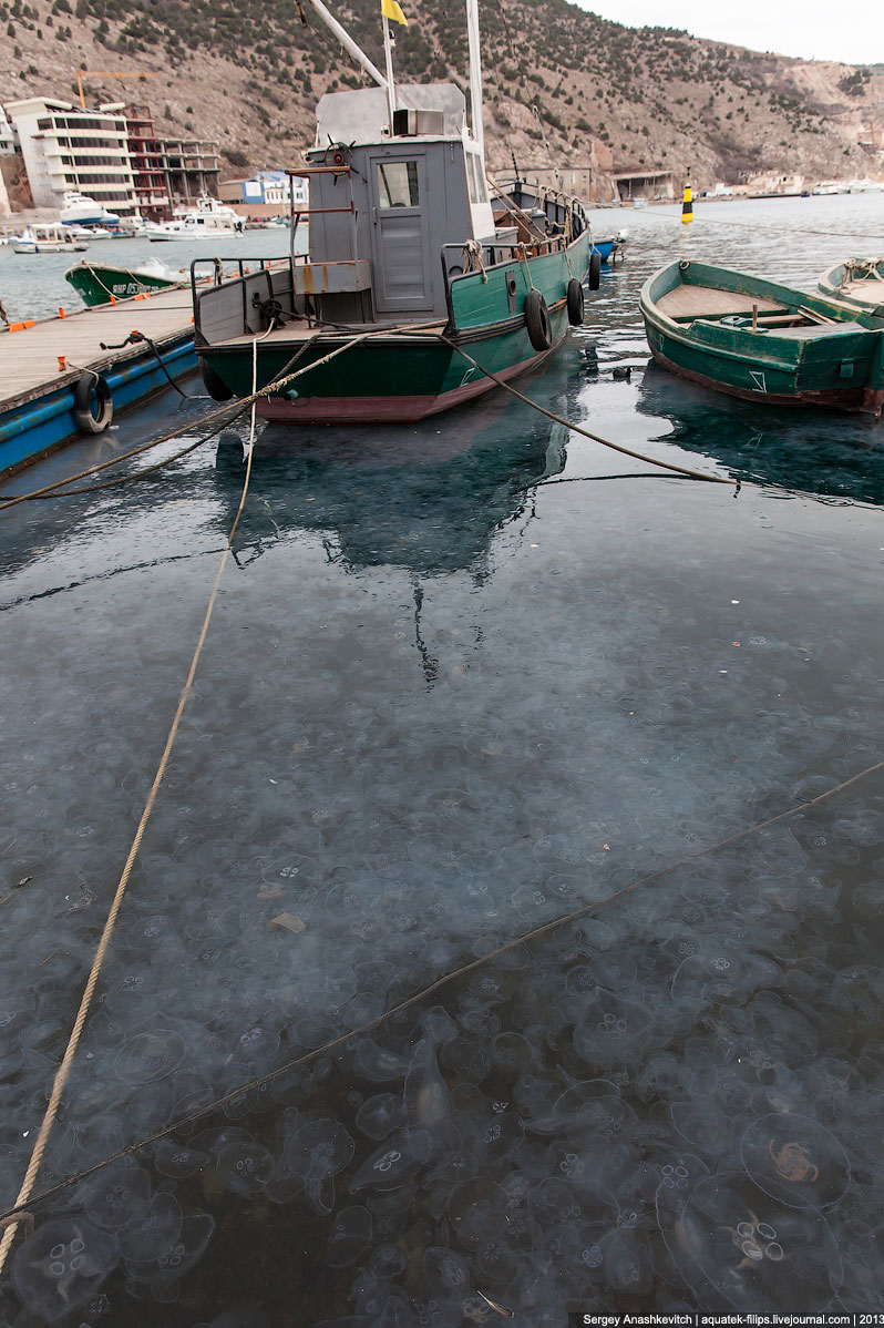 Нашествие медуз в Севастополе