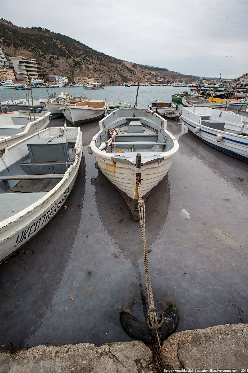 Нашествие медуз в Севастополе