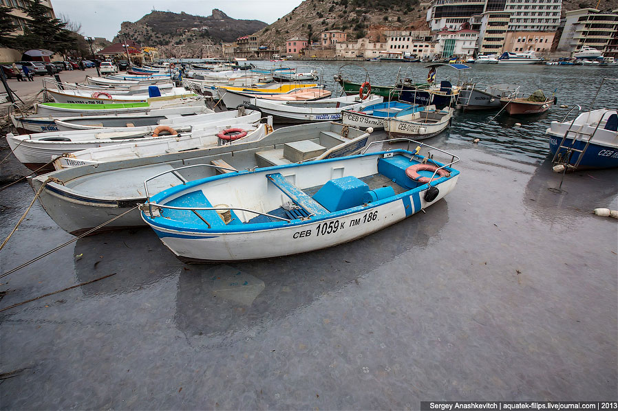 Нашествие медуз в Севастополе